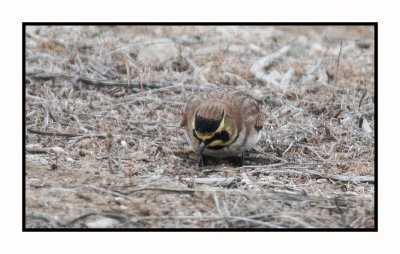 2021-12-03 6446 Lapland Longspur