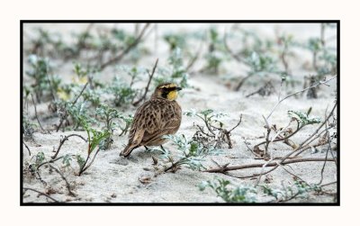2021-12-03 6453 Lapland Longspur