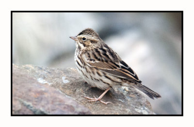 2021-12-03 6485 Savannah Sparrow