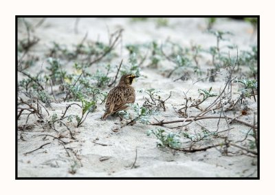 2021-12-03 6543 Lapland Longspur