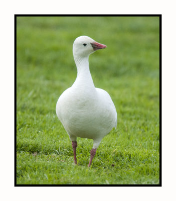 2021-12-03 6641 Ross's Goose