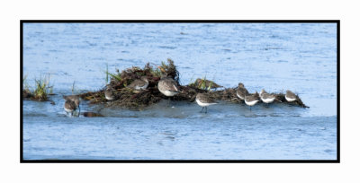 2021-12-03 6675 Dunlins (upgraded picture to come)