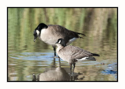 2021 11 30 5916 Cackling Goose (foreground) Canada Goose Behind