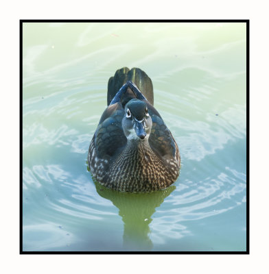 2021-12-01 6290 Female Wood Duck
