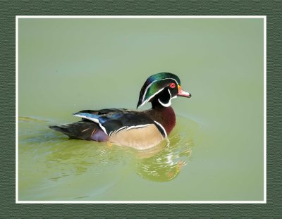 2021-12-01 6320 Wood Duck