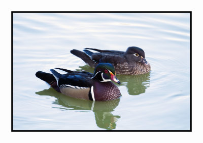 2021-12-01 6351 Wood Duck