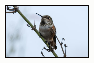 2021-12-06 6716 Female Allen's Hummingbird
