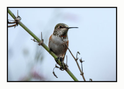 2021-12-06 6727 Female Allen's Hummingbird