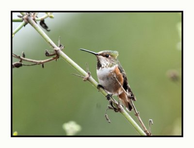 2021-12-06 6731 Female Allen's Hummingbird