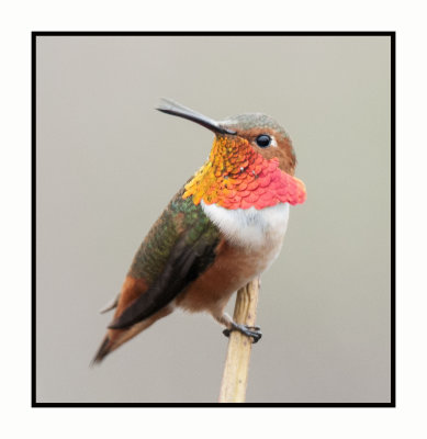 2021-12-06 6747 Allen's Hummingbird