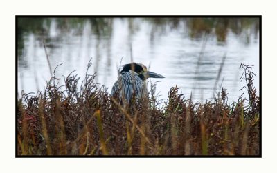 2021-12-06 6875 Yellow-crowned Night-Heron