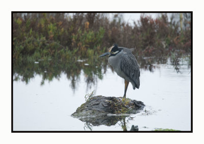 2021-12-06 6937a Yellow-crowned Night-Heron