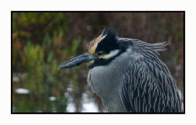 2021-12-06 6937b Yellow-crowned Night-Heron