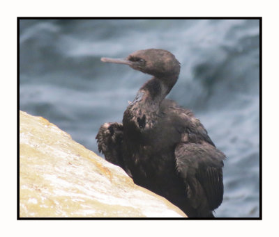 2021-12-05 1331 Pelagic Cormorant (in rough shape)