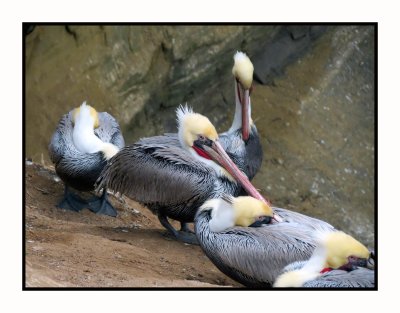 2021-12-05 1202 Brown Pelicans Breeding