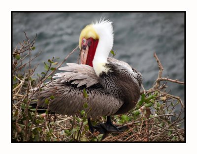 2021-12-05 1232 Brown Pelican Breeding