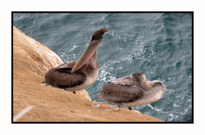 2021-12-05 1237 Brown Pelicans