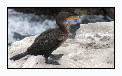 2021-12-13 7658 Neotropic Cormorant - winter adult