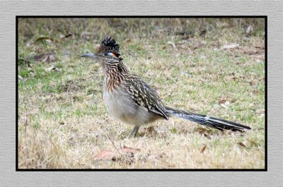 2022-01-14 1777 Greater Roadrunner