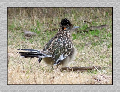 2022-01-14 1784 Greater Roadrunner