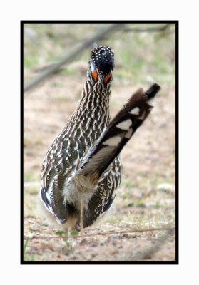 2022-01-14 1771 Greater Roadrunner walking away