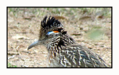 2022-01-14 1776 Greater Roadrunner