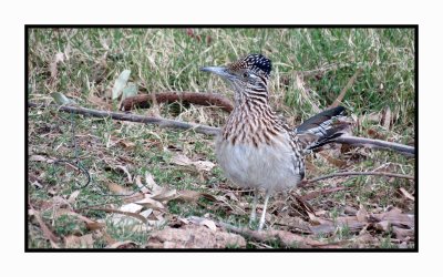 2022-01-14 1799 Greater Roadrunner