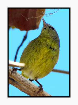 2022-01-25 1870 Orange-crowned Warbler