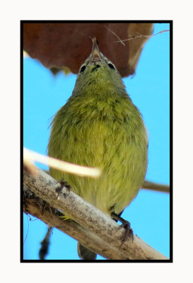 2022-01-25 1871 Orange-crowned Warbler