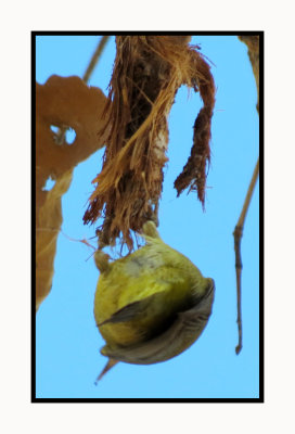 2022-01-25 1873 Orange-crowned Warbler hangin' around