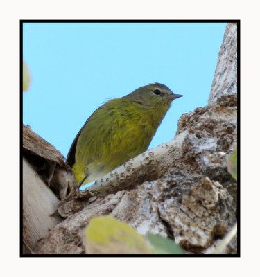 2022-01-25 1880 Orange-crowned Warbler