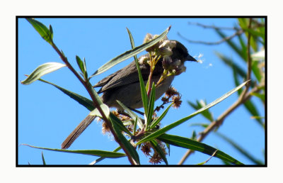 2022-01-25 1865 Orange-crowned Warbler