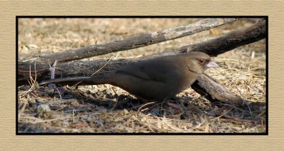 2022-01-25 1971 Abert's Towhee