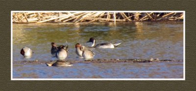 2022-01-27 2040 Northern Pintail in Company