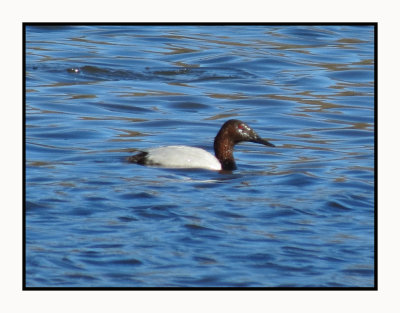 2022-01-27 2169 Canvasback after mining mud below the water