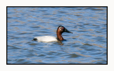 2022-01-27 7779 Canvasback mining the mud below