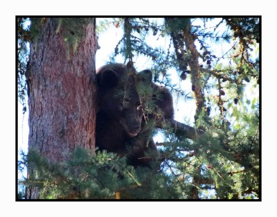 2021 0879 Bear in Tree Near Greenwood