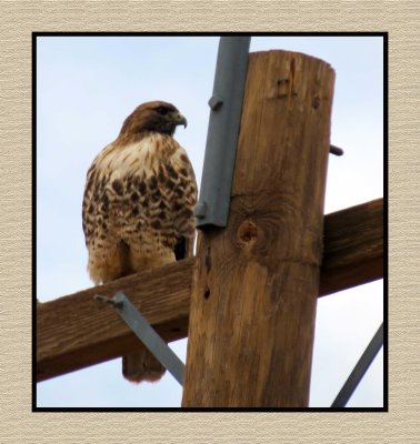 2022-02-01 2281 Red-tailed Hawk