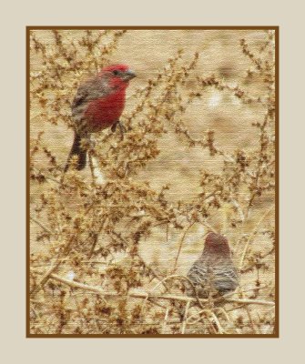 2022-02-01 2287 House Finch Tapestry