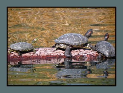 20 2 7 380 Turtles at Gilbert Riparian Preserve