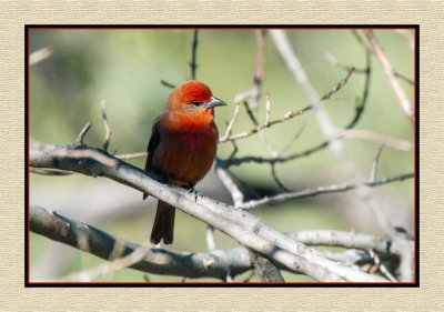 2022-02-08 7905 Male Hepatic Tanager