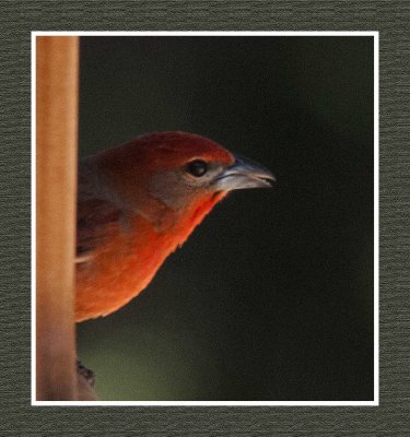 2022-02-08 7943 Male Hepatic Tanager