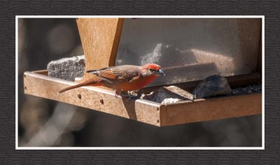 2022-02-08 8166 Male Hepatic Tanager