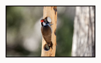 2022-02-08 8108 Arizona Woodpecker