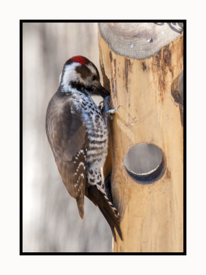 2022-02-08 8111 Arizona Woodpecker