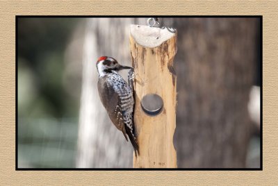2022-02-08 8120 Arizona Woodpecker