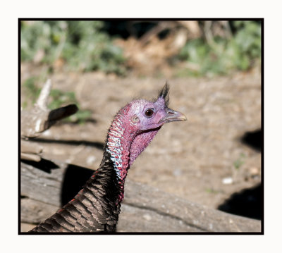 2022-02-08 7931 Wild Turkey