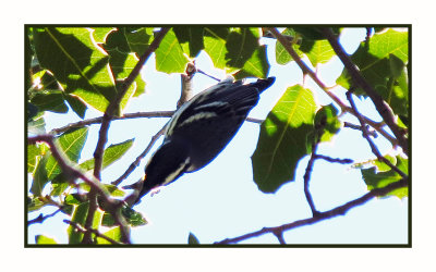 2022-02-08 2308 Black-throated Gray Warbler