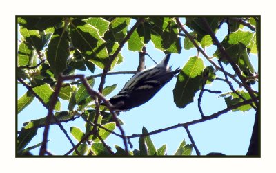 2022-02-08 2309 Black-throated Gray Warbler