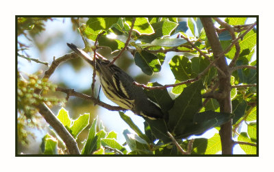 2022-02-08 2310 Black-throated Gray Warbler